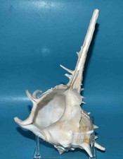 SEA SHELL -  COQUILLAGES -