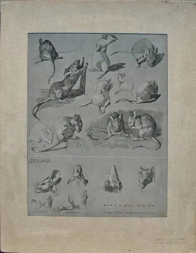 Mathurin meheut la souris - mathurin, :