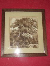 Un Chêne Au Lavis De Sépia