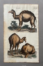 Dromadaire, gravure ancienne
