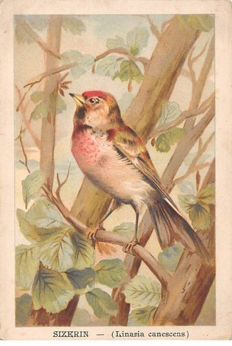 Chromos cor14881 oiseau - -,