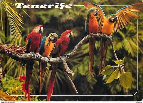 Carte postale animaux - carte,