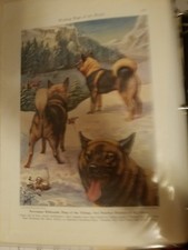 Edwin Miner Norwegian Elkhound bookplate from 1941 National Geographic Magazine