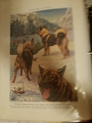 Edwin miner norwegian elkhound - norwegian,