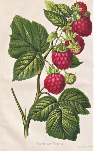 Framboise red raspberry - red,