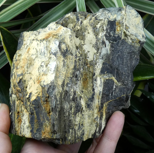 Bois fossile silicifié - fossile,