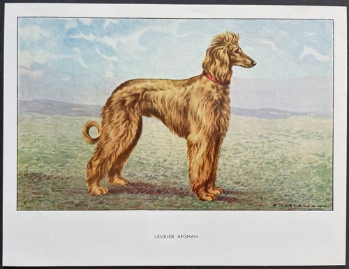 Lévrier afghan reproduction - lévrier,