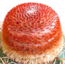 Melocactus matanzanus SEEDS - GRAINES Cactus Bonnet de Turc