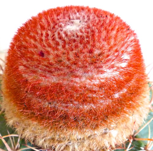 Melocactus matanzanus seeds - melocactus,