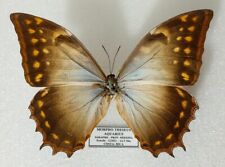 Morpho theseus ssp. aquarius