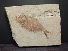 Poisson fossile Diplomystus