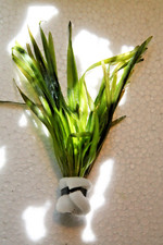 Vallisneria Spiralis Rouge