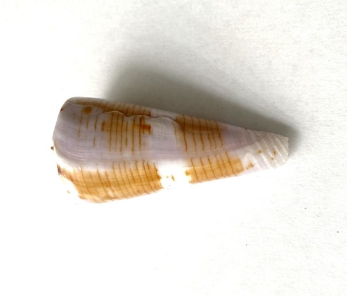Coquillage conus recluzianus - conus,