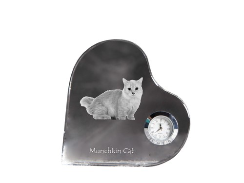 Munchkin chat montre forme - munchkin,