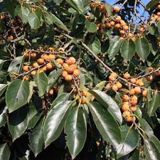 Diospyros lotus - Plaqueminier lotier - Kaki lotus