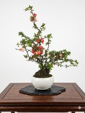 Bonsaï chaenomeles - bonsaï, (rouge)