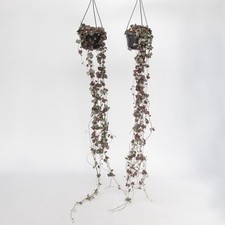Chaîne des cœurs - Set de 2 - Ceropegia linearis Woodii - H20-30cm - ⌀14cm