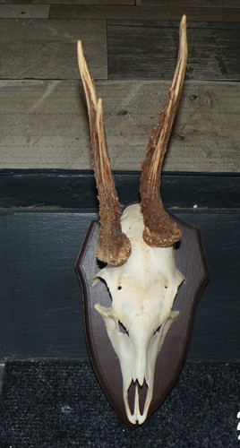 Superbe trophee chasse - ,