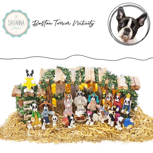 Boston terrier dog - terrier,