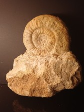 Ammonite Callovien Choffatia