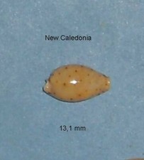 Cypraea   Beckii New Caledonia
