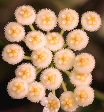 Hoya lacunosa | Cinnamon Hoya | Wax Plant - Plante de cire | Fleur de cire