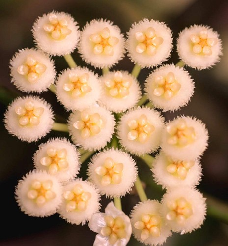 Hoya lacunosa 15cm - 10-15cm, |
