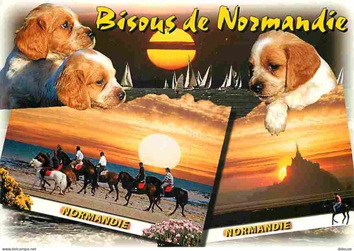 Carte postale animaux - carte,