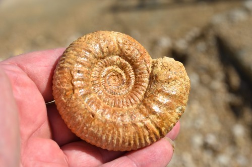 Ammonite procerites - procerites, cf