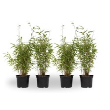 Bambou non-traçant - Set de 4