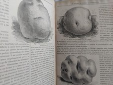 LA POMME DE TERRE INDUSTRIELLE