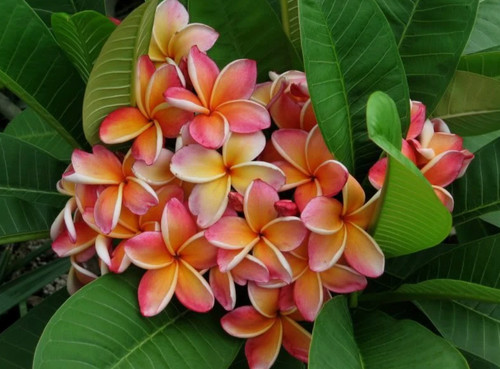 Graines plumeria penang - graines, de