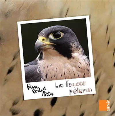 Faucon pèlerin marwan - pèlerin,,