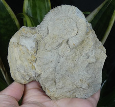 Ensemble Ammonite & Coquillage