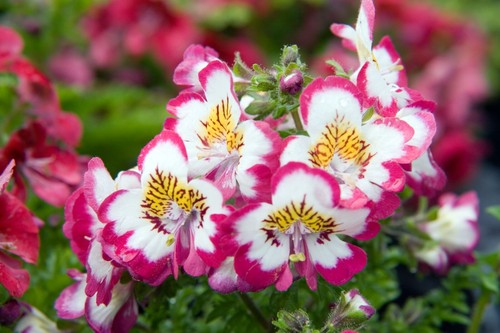 250 graines fleur de - graines,
