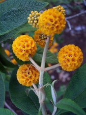 8 graines de BUDDLEIA GLOBULEUX (Buddleja Globosa)H230 ORANGE BALL TREE SEEDS