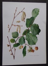 planche ARBRISSEAUX ARBUSTES ARBRES : Noisetier Corylus avellana