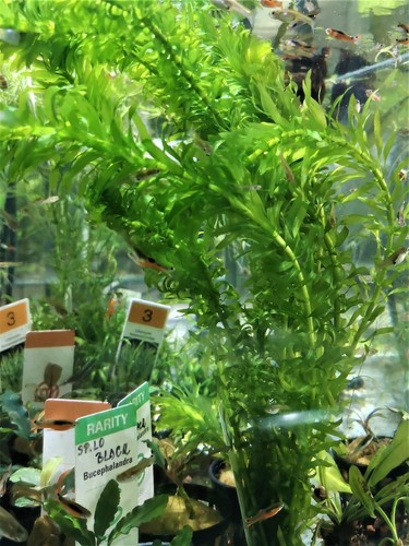 Elodea canadensis plante - elodea,