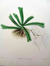 John Nugent Fitch ORIGINAL