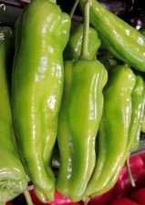 ♫ PIMENT Doux : 'Beaver Dam'