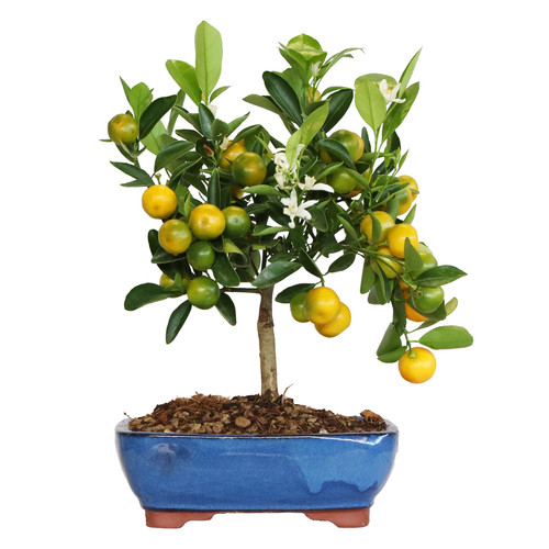Bonsaï citrus calamondino - calamondino,
