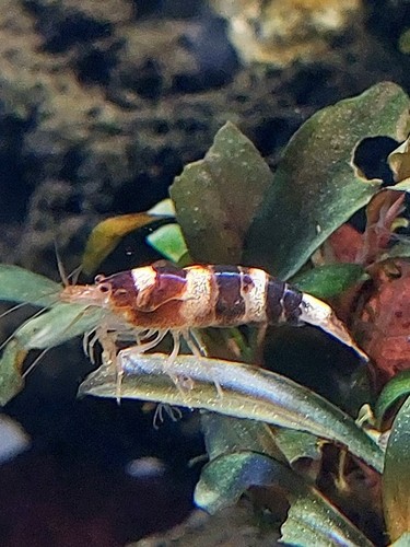 Crevettes caridina galaxy - crevettes,