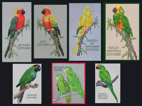 Conure counted cross stitch - conure,