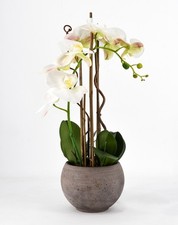 Phalaenopsis Orchidée