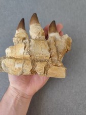 Impressionnant fragment de