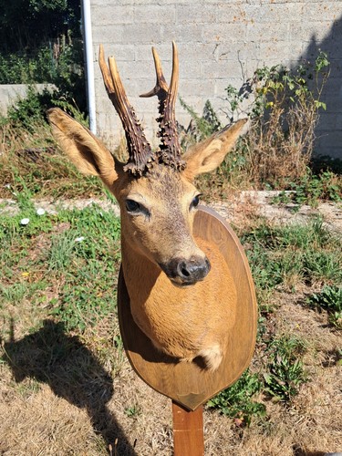 Taxidermie chevreuil - de,