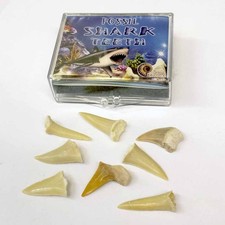 Boîte À Dents De Requin Mini