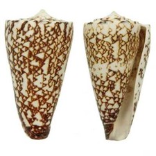 Coquillage conus