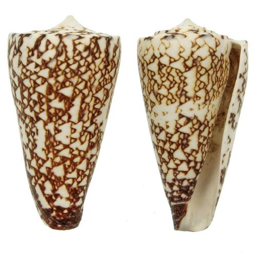 Coquillage conus