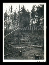 Photo, WW2, RAD 7/182, Rohan/Charkiv 1942, déblachage des forêts sur chantier...